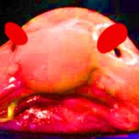 Darth Blobby (@darthblobber) 's Twitter Profile