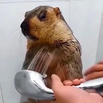 WarpSpeed2025's profile picture. 