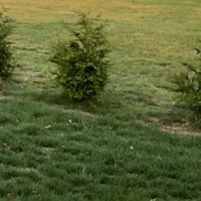 grilledwafle's profile picture. Anything that is Asian is good