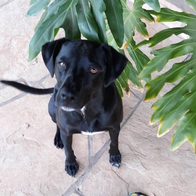 Just a pup with sharp nails. Voted for the Felon President.
🚫DMs. A DM is an auto unfollow. @scottbaio @Sassafrass_84
