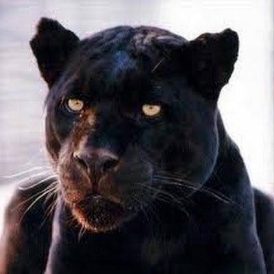 Bombpiddy's profile picture. 