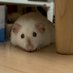Miiᘛ⁐̤ᕐᐷ (@mii_rat) Twitter profile photo Miiᘛ⁐̤ᕐᐷ (@mii_rat) Twitter profile photo