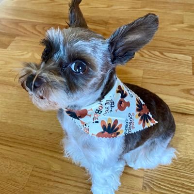 Molliminisch's profile picture. Wife, mother, grandmother. One of nine! #Desantis2028, no DMs. Mom of Air Force Senior Master Sargent, Policeman and Special Educator