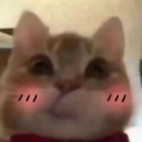 kevin (@honeym0oh) 's Twitter Profile