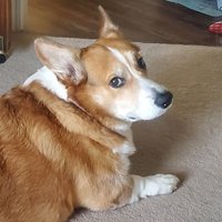 Sleven (@slevenmcdichal) 's Twitter Profile