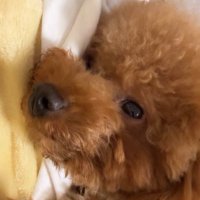 🐼🐰eiasyo🐨🌻 (@eiasyo) Twitter profile photo
