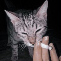 Arya 🍒 𖤐✮⋆˙♱ (@cherrycigsx) 's Twitter Profile