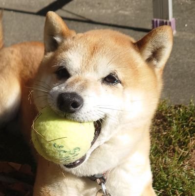 エジ😎✋
サバゲ歴42年=老害確定
エサ:酒の肴
青空垢↓
https://t.co/ylLKpC6gUO
老害YouTubeサバゲ日記↓
https://t.co/43jw7NaGtL