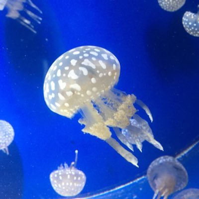 miniruru99's profile picture. 読み専