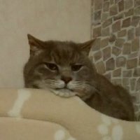 にゃにゃ (@gojonyaa) Twitter profile photo