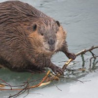 The Beaver ⋆❆⋆。˚₊ (@dailybeavers) 's Twitter Profile
