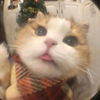 どうも。 (@n_agt1216) 's Twitter Profile