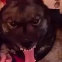 🔞That dog (@whimsy_creature) 's Twitter Profile Photo 🔞That dog (@whimsy_creature) 's Twitter Profile Photo