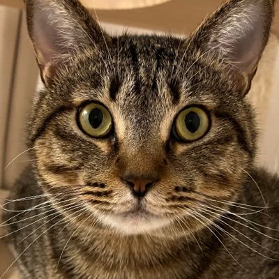 momotaro_0404's profile picture. 法人や個人の利益を上げます｜元広告代理店営業