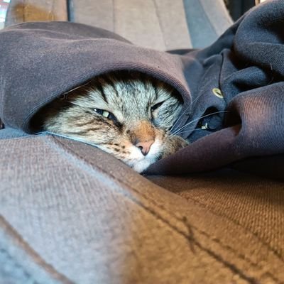 Lowgarde's profile picture. Idk