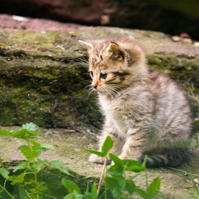 A animal lover wants to share cute animal photos.