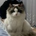 坂下小猫🐈 (@nchinaresearch0) Twitter profile photo 坂下小猫🐈 (@nchinaresearch0) Twitter profile photo