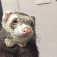 えすえす＠相互フォロー (@ss_4444_) Twitter profile photo