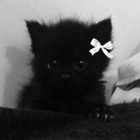 srey ⋆౨ৎ˚⟡˖ ࣪ (@444aurelia) 's Twitter Profile Photo