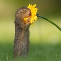 STOICSEBI (@stoicsebi) 's Twitter Profile