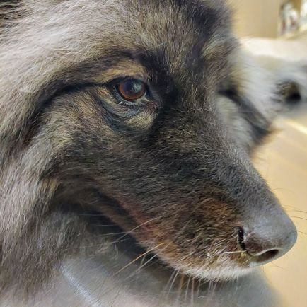 niranjvfx's profile picture. 