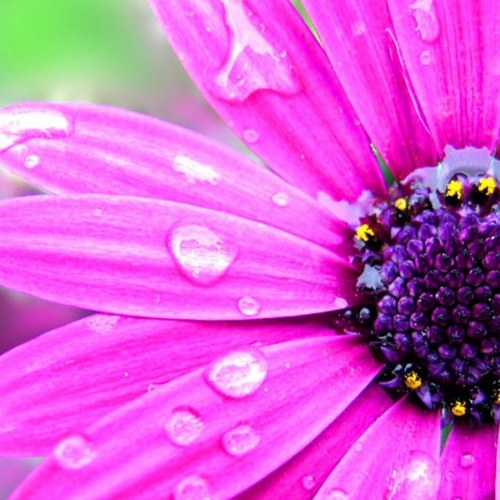 hisangeldancer's profile picture. Stumbling follower of Christ, wife, mother, Wolfpack fan