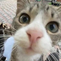 헛개 (@kibow950) 's Twitter Profile Photo 헛개 (@kibow950) 's Twitter Profile Photo