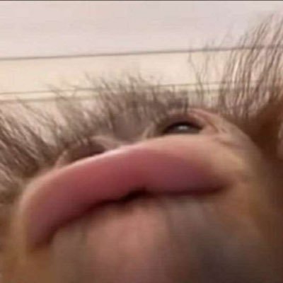 komasikakatan's profile picture. 