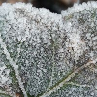 Martina Pribu (@flachfisch) 's Twitter Profile