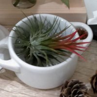 ひより＠お得好き (@onikuyanopaato) 's Twitter Profile Photo