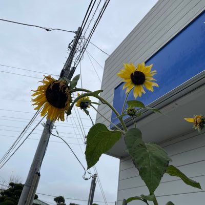 bolepop| ⌘ 🛠️さんのプロフィール画像