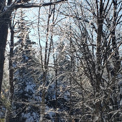 Thumblescribe's profile picture. Observer of life, domestic/foreign affairs. Appreciate thoughtful analysis, respectful discourse.  Cautiously optimistic. No need for followers.