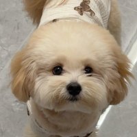 静かな海 (@austinmahomearg) 's Twitter Profile