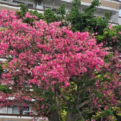 chiekawa8376's profile picture. 