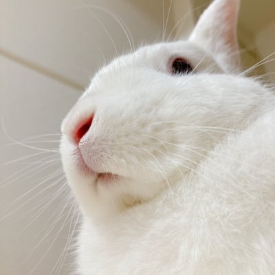 🎐*·̩͙りん。さんのプロフィール画像