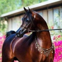 شاعر الغلابه (@blueoceanb430) 's Twitter Profile Photo