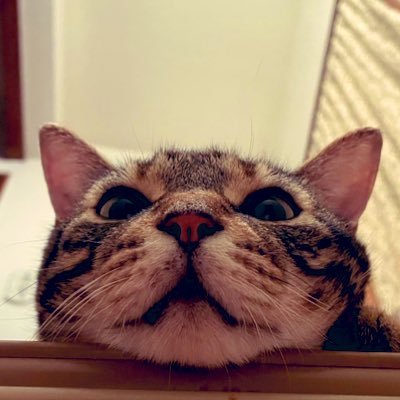 yoshipon_tech's profile picture. FP2級のフロントエンドエンジニア/ 趣味で人生は楽しくなる