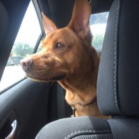 Patti (@pattijl4) 's Twitter Profile