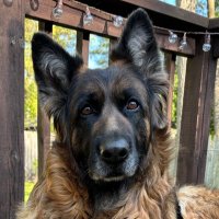 Susan Sidock (@susansidock) 's Twitter Profile