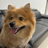 BRINH (@brinhsp) 's Twitter Profile