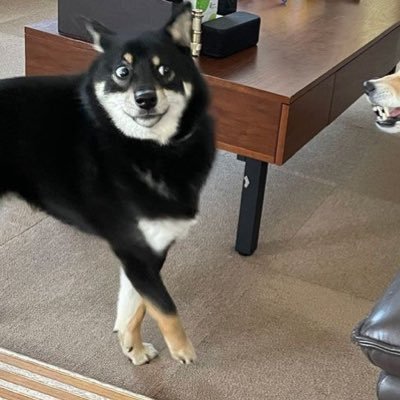 HimatsubushiDog's profile picture. 無言フォロー失礼します。怪しい犬ではありません。