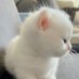 smn (@_cat_love_7) Twitter profile photo smn (@_cat_love_7) Twitter profile photo