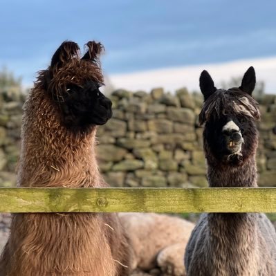 Llama and Alpaca trekking centre based in the heart of Nidderdale. They’re very friendly & love to be alongside humans taking in the lovely sights of the dales!