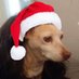 Jingle balls 🍒⚖️ (@beautyofertasmx) Twitter profile photo Jingle balls 🍒⚖️ (@beautyofertasmx) Twitter profile photo