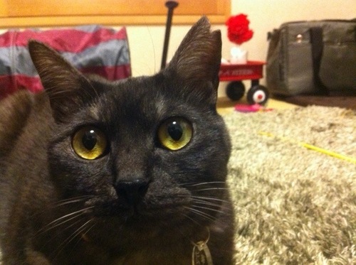 クロネコのフラを飼っています。
http://t.co/zKK15a1PTn