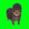 vjp011's profile picture. Not financial advice. My account is parody.