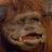 Ivanpoloa's profile image