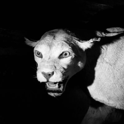 mauucito's profile picture. 