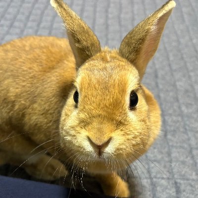 4U8sqwx2bY77514's profile picture. 忍者コードでWEB制作学んでます。
いずれは自分でWEB制作でフリーランスになろうと思ってます！
備忘録的な感じで投稿するので皆さん見ていってください！