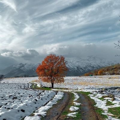 mobinoneku's profile picture. $FAN Maxi